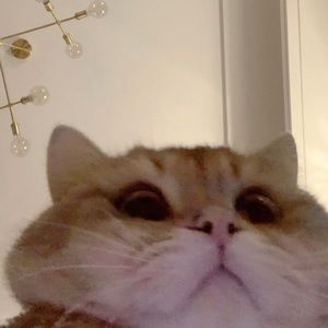 Meet your Posher, Ginny